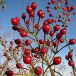 red berries rosa multiflora